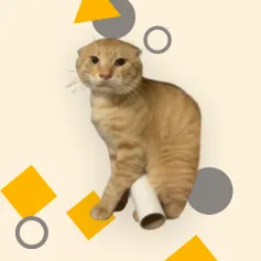 ������ģ����(�����׵����Ϸ)