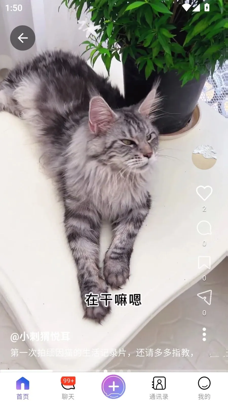 FLYVIA(全场景社交利器)v2.1.2 官方正版截图2